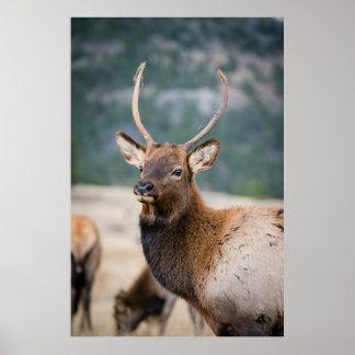 AFFICHE ELK IN ROCKY MOUNTAIN NATIONAL PARK - ELK HERDS GR