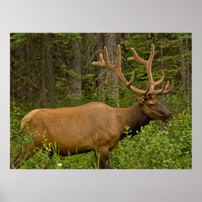 Affiche Elk mâle | Parc national Banff, Alberta, Canada (Devant)