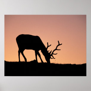 Affiche Elk Parc national des montagnes Rocheuses, Color