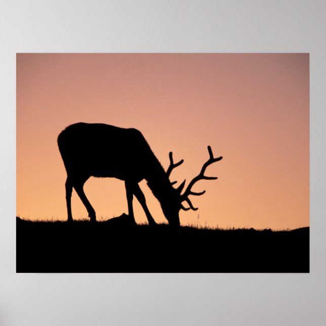 Affiche Elk | Parc national des Rocheuses, Colorado (Devant)