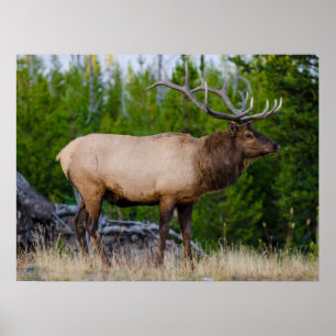 Affiche Elk   Yellowstone National Park, Wyoming