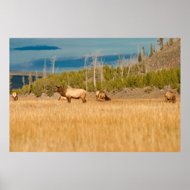 Affiche Elks (Devant)