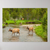 Elks traversant le fleuve Colorado