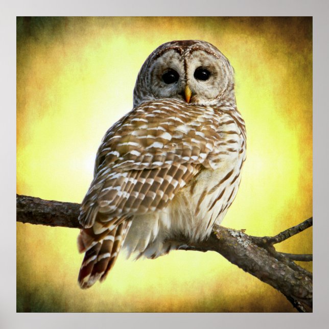 Affiche Elle voit au coeur de moi (Devant)