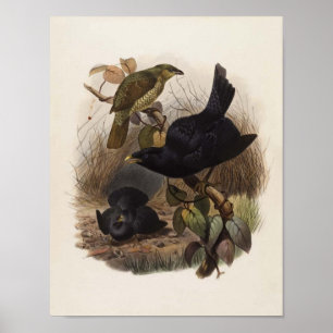 Affiche Elliot - Ptilorhynchus violaceus -Satin Bower-bird
