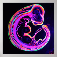 embryon fluorescent brillant dans l'obscurité