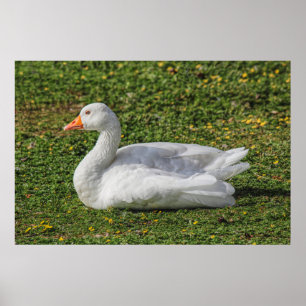 Affiche Emden Goose, Roath Park Lake, Cardiff, Pays de Gal