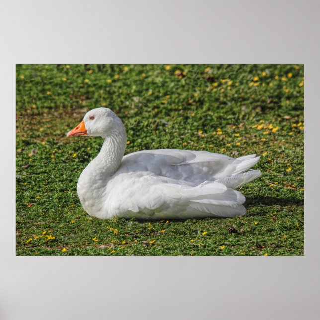Affiche Emden Goose, Roath Park Lake, Cardiff, Pays de Gal (Devant)