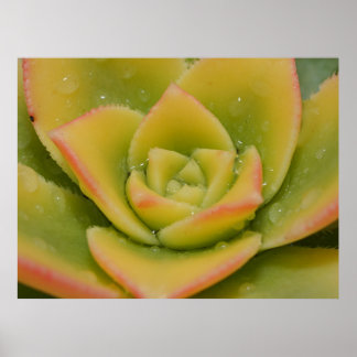 Affiche Emerald Bloom: Nature’s Liquid Jewel