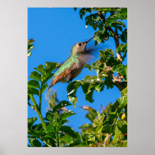 Affiche Emerald Flash : Colibri en Mouvement