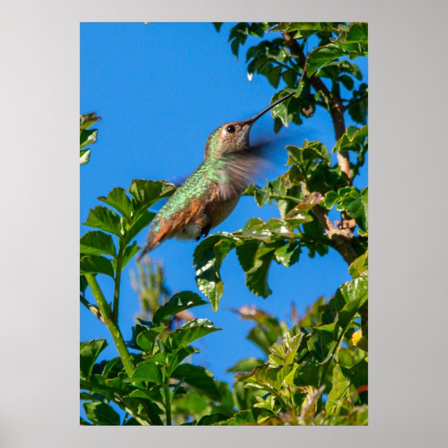 Affiche Emerald Flash : Colibri en Mouvement (Devant)