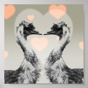 Affiche Émeus dans l'amour