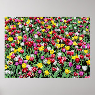 Affiche Émeute de tulipes -- Tulipes colorées