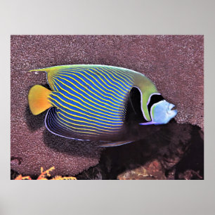 Affiche Empereur Angelfish-Raja Ampat