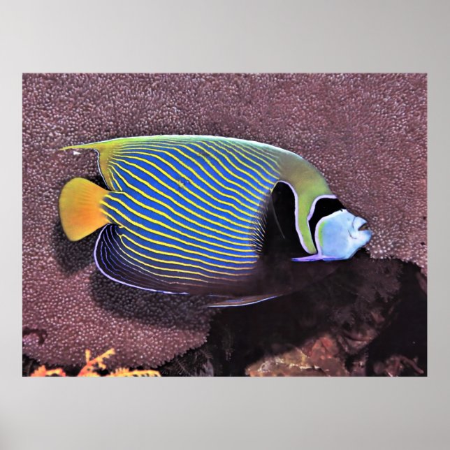 Affiche Empereur Angelfish-Raja Ampat (Devant)