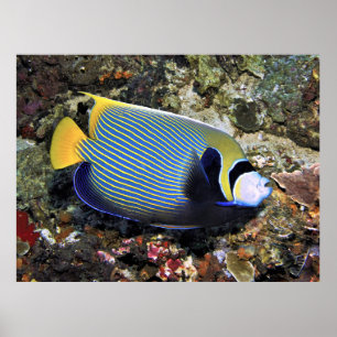 Affiche Empereur Nusa Penida