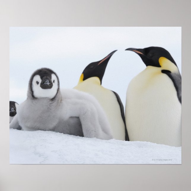 Affiche Empereur Penguin (Aptenodytes forsteri) (Devant)