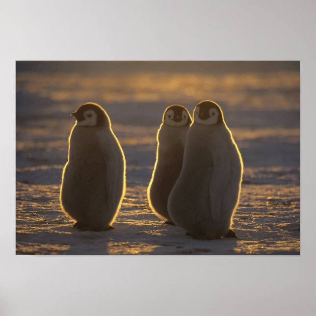 Affiche Emperor Penguins (Devant)