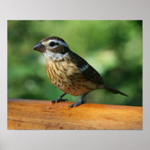 Affiche Empreinte de Grosbeak à poitrine Rose féminine