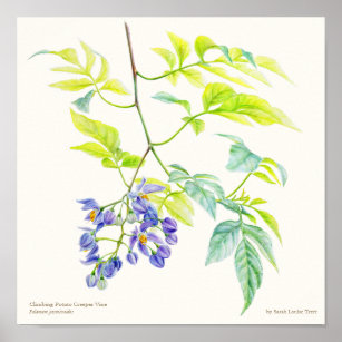 Affiche Empreinte de l'affiche d'art botanique du jasminoi