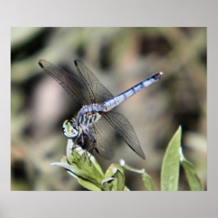 Affiche empreinte de libellule bleue