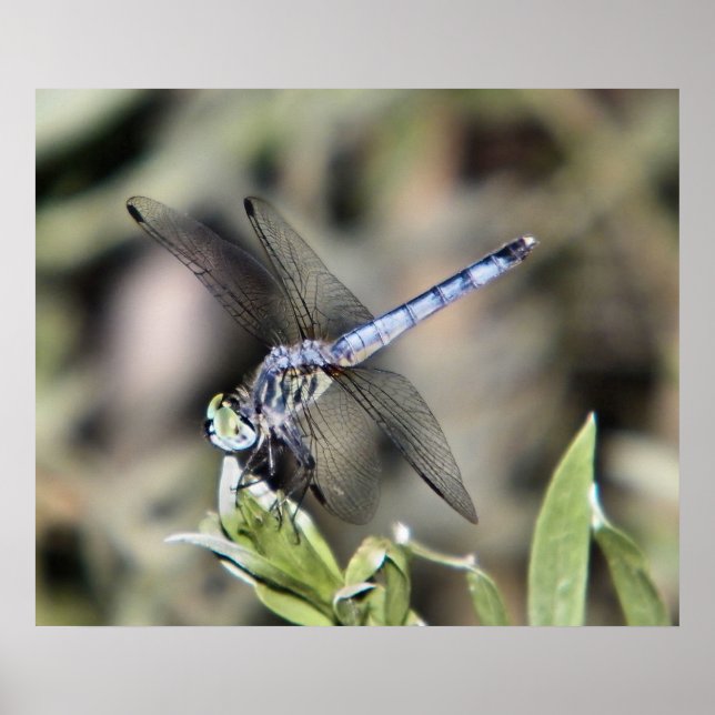 Affiche empreinte de libellule bleue (Devant)
