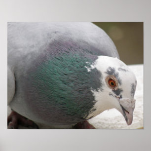 Affiche Empreinte de pigeon