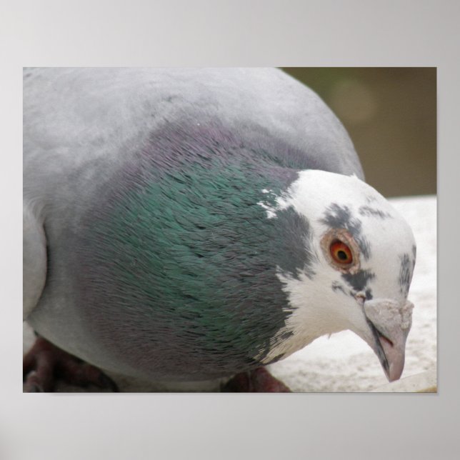 Affiche Empreinte de pigeon (Devant)