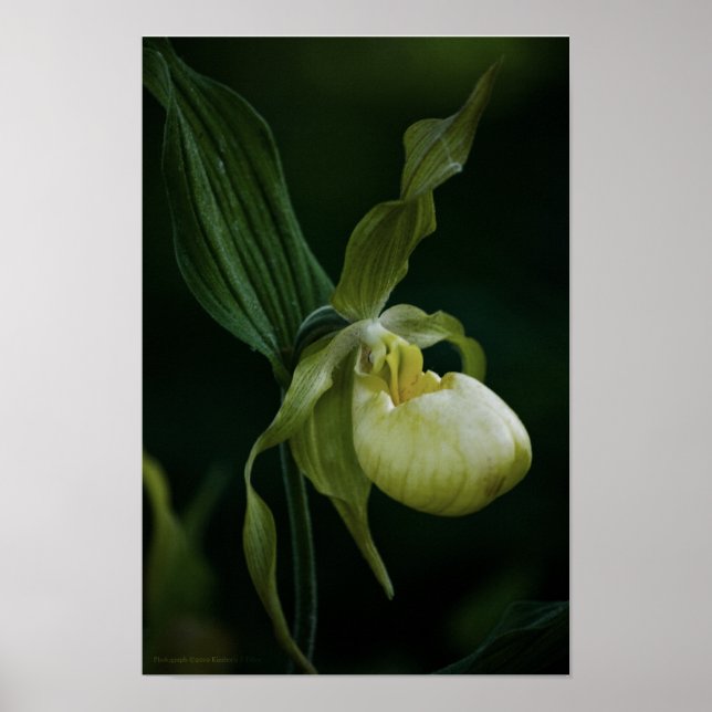 Affiche Empreinte de sabot jaune (Devant)