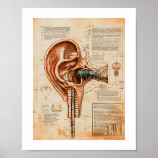 Affiche Empreinte d'oreille, papier d'affiche de valeur (m
