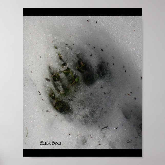 Affiche Empreinte d'Ours (Devant)