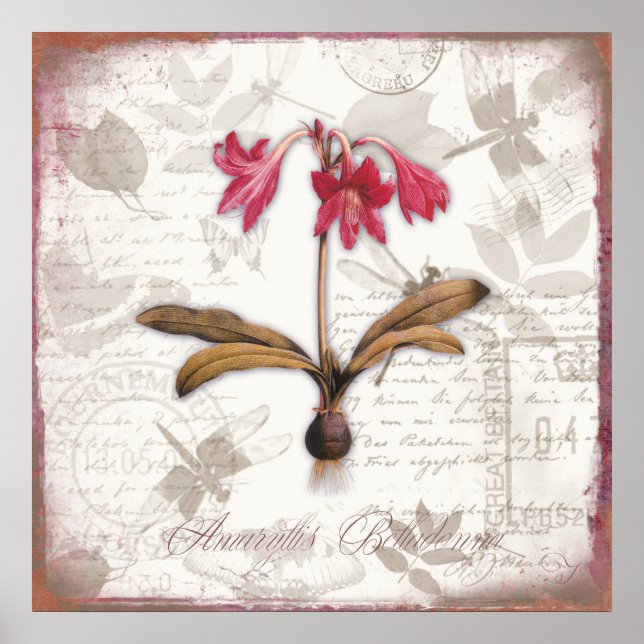 Affiche Empreintes d'art botanique vintage Amaryllis Bella (Devant)