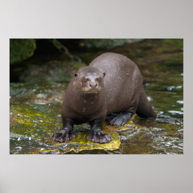 Affiche Empreintes de Pied de Giant Otter (Devant)