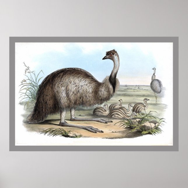 Affiche Emu (Devant)