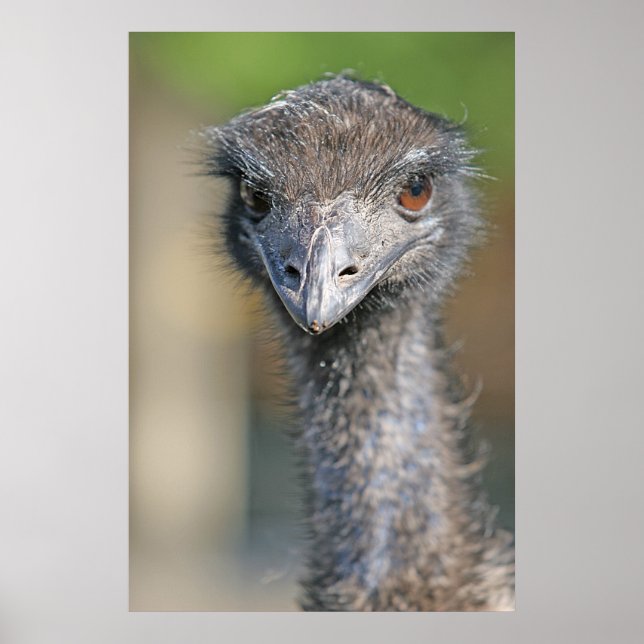 Affiche Emu (Devant)