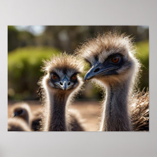 Affiche Emu Birds