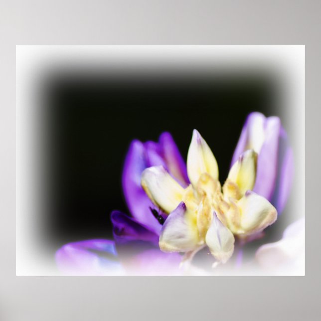 Affiche En amour avec Lupine White Vignette (Devant)