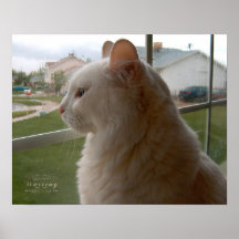 En Attendant Mon Humain