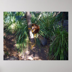 Affiche "En haut des arbres : Un kangourou arboricole d'Au
