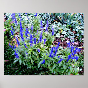 Affiche en papier de fleurs de Salvia violette (Br