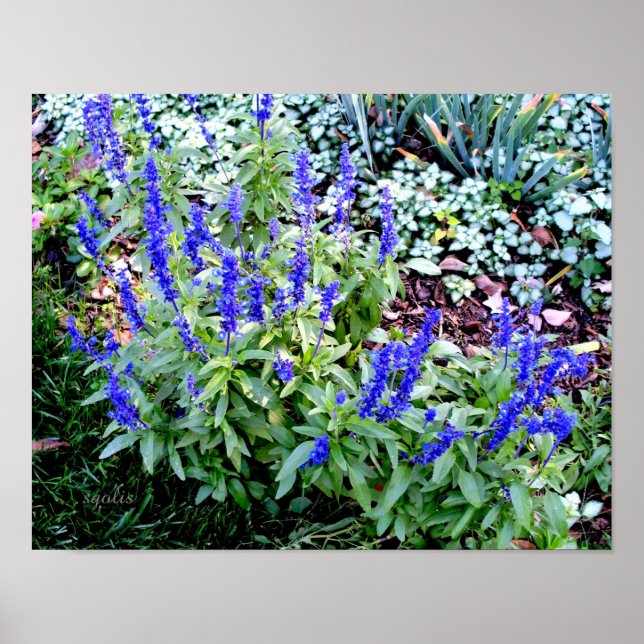 Affiche en papier de fleurs de Salvia violette (Br (Devant)