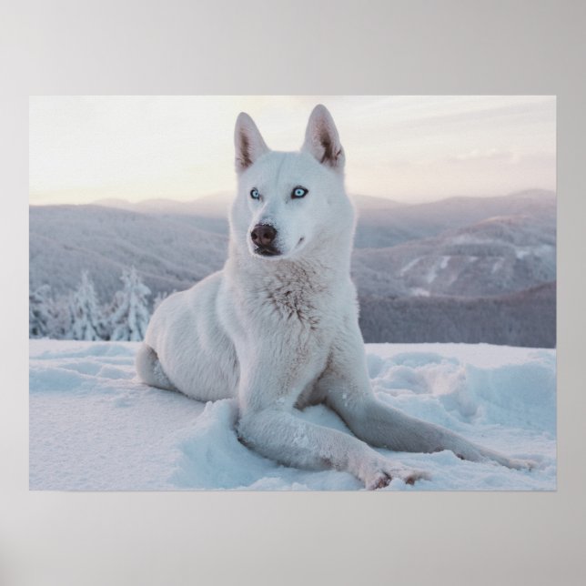 Affiche Enchanter White Husky Dog dans la neige (Devant)
