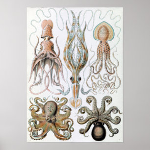 Affiche Encornets et poulpe Vintages Ernst Haeckel