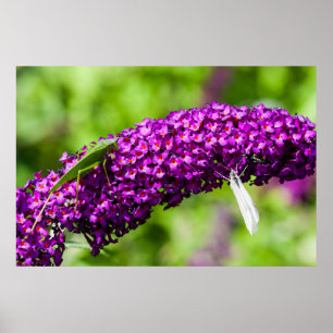 Affiche énergie katydone