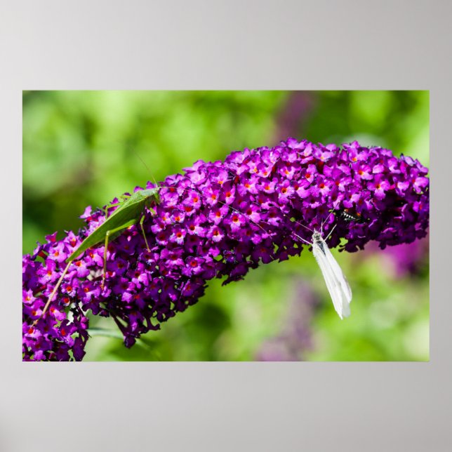 Affiche énergie katydone (Devant)