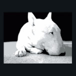 Affiche English Bull Terrier, Pop Art Print<br><div class="desc">English Bull Terrier Pop Art Imprimer. Impression pop art vectorielle noire et blanche. Disponible sous forme d'affiche,  d'imprimé d'art et de toile.</div>