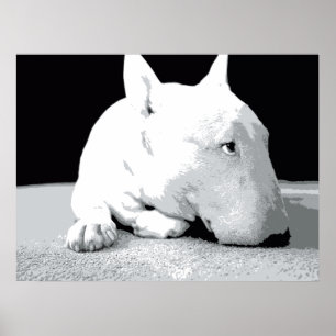 Affiche English Bull Terrier, Pop Art Print