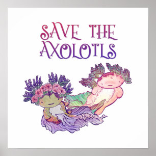 Affiche Enregistrer l'affiche Axolotls, Axolotl, Salamande