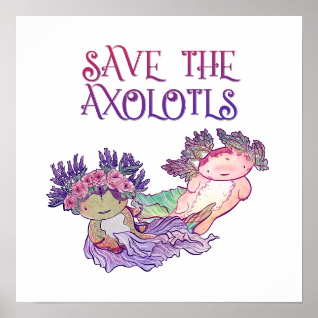 Affiche Enregistrer l'affiche Axolotls, Axolotl, Salamande (Devant)