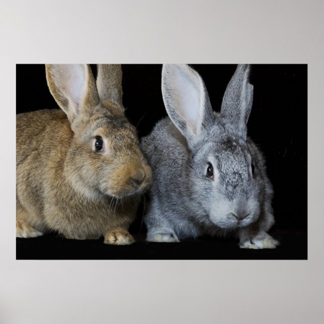 Affiche Ensemble (Devant)